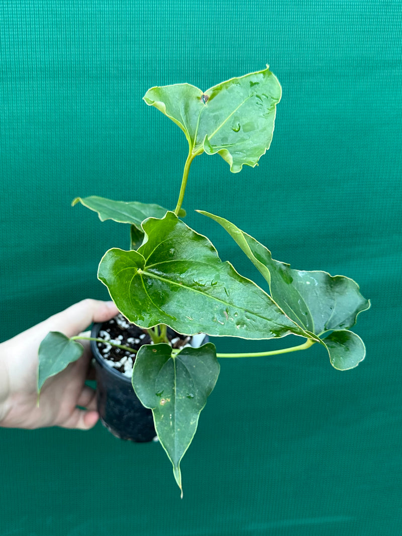 Anthurium ferrierense crisped