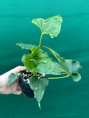Anthurium ferrierense crisped