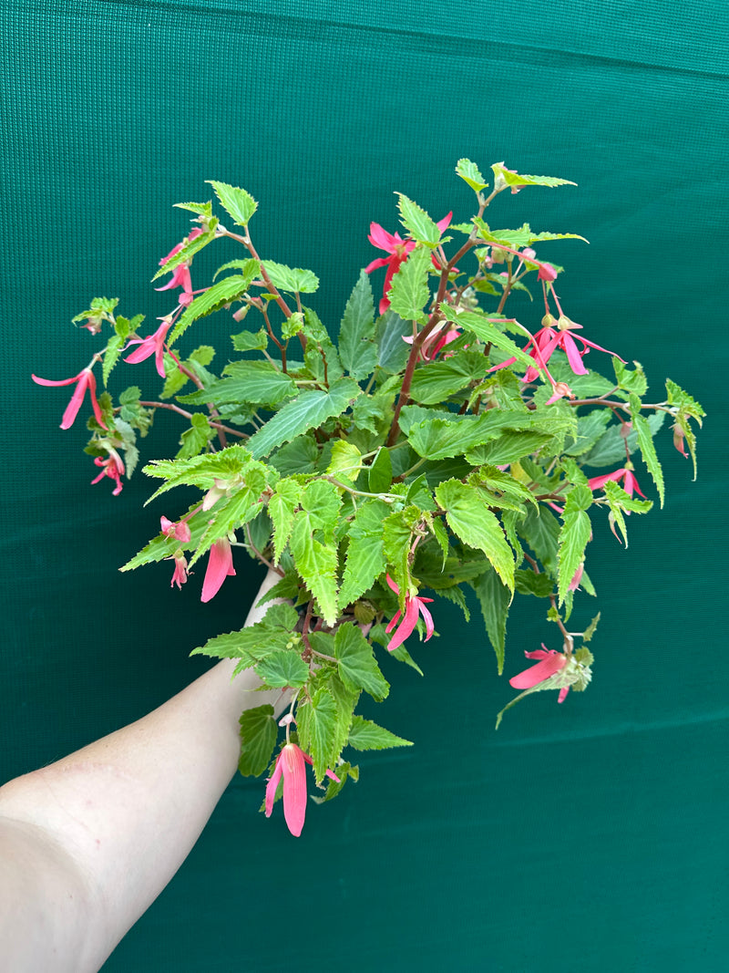 Begonia ‘Bossa Nova’ (Pink Flower)