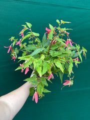Begonia ‘Bossa Nova’ (Pink Flower)