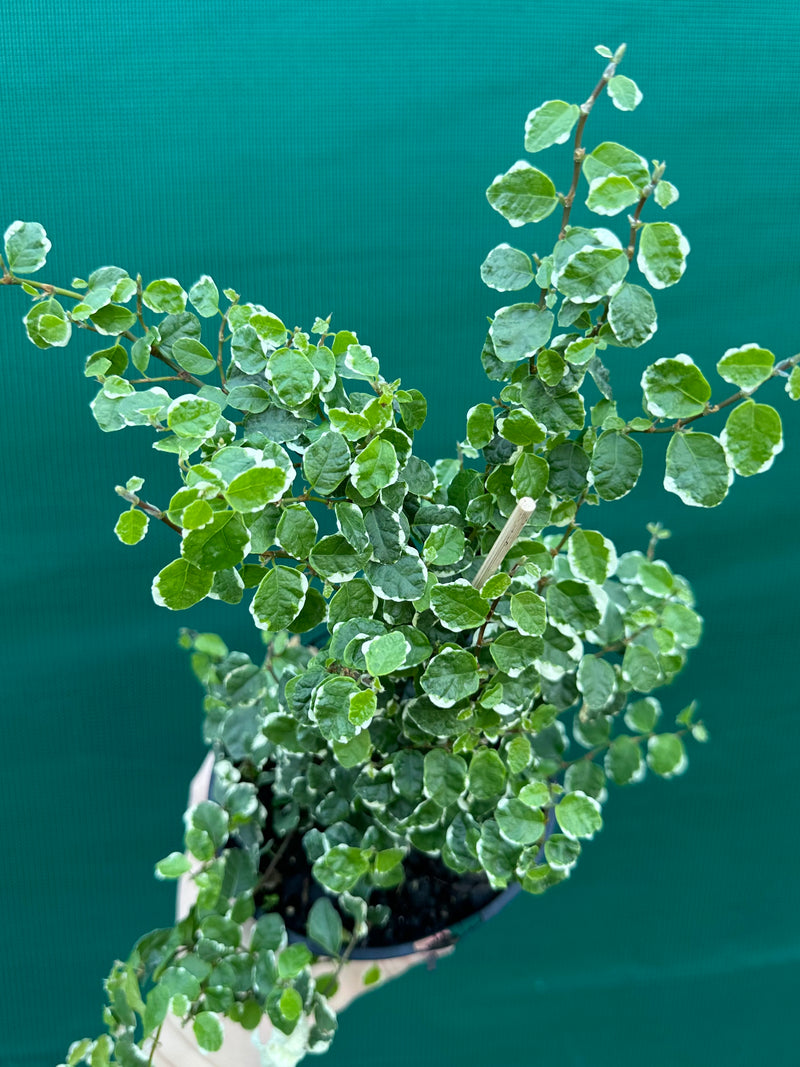 Ficus ‘Pumila Variegata’