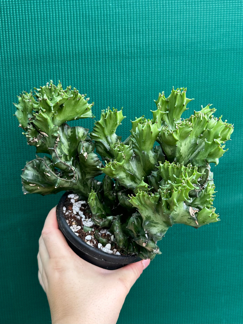 Euphorbia Lactea f. cristata NEW