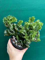 Euphorbia Lactea f. cristata NEW