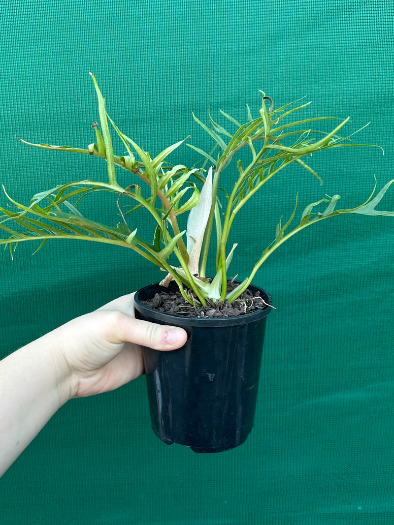 Philodendron ‘Tortum’