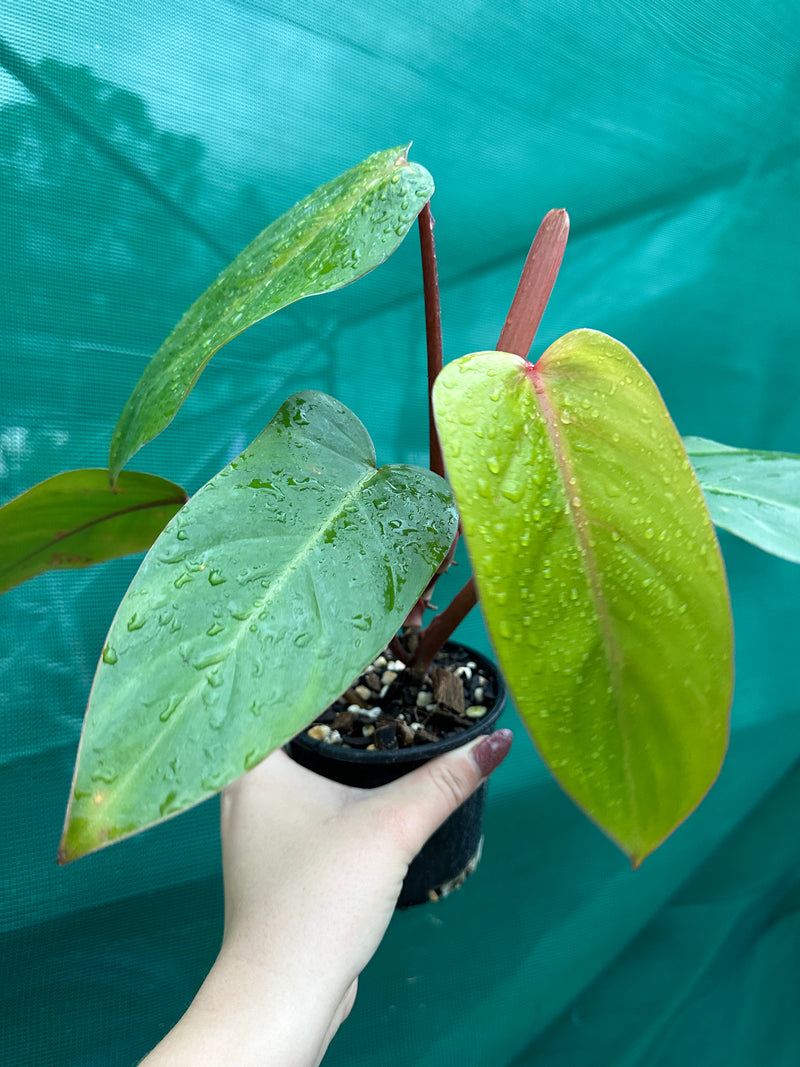 Philodendron ‘Red Princess’
