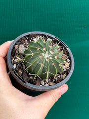 Parodia unknown
