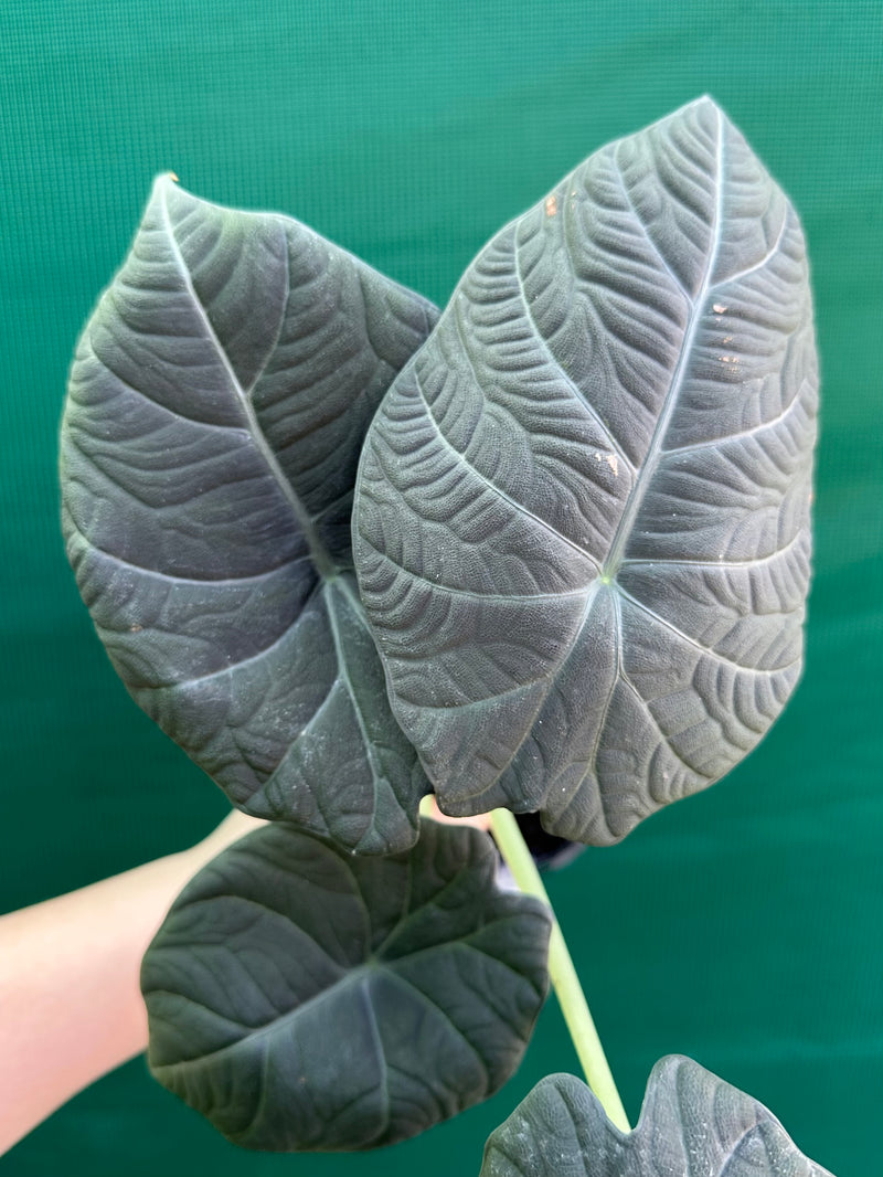 Alocasia ‘Inflos’ NEW