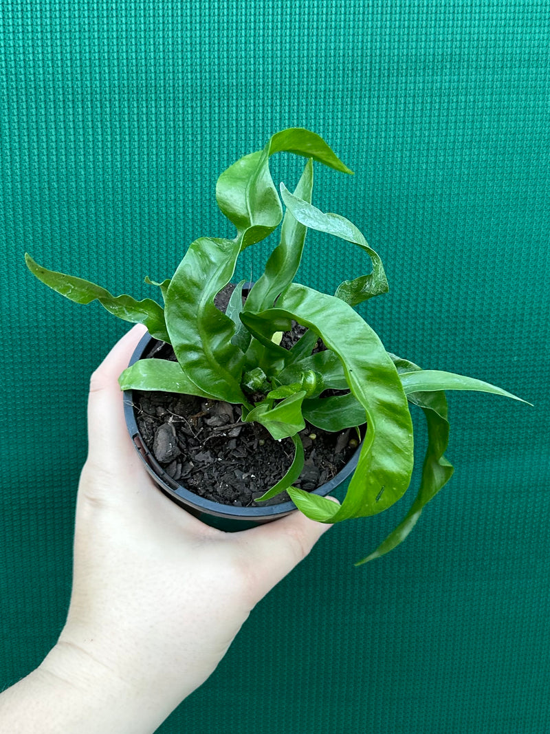 Asplenium ‘Hurricane’ NEW