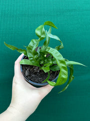 Asplenium ‘Hurricane’ NEW