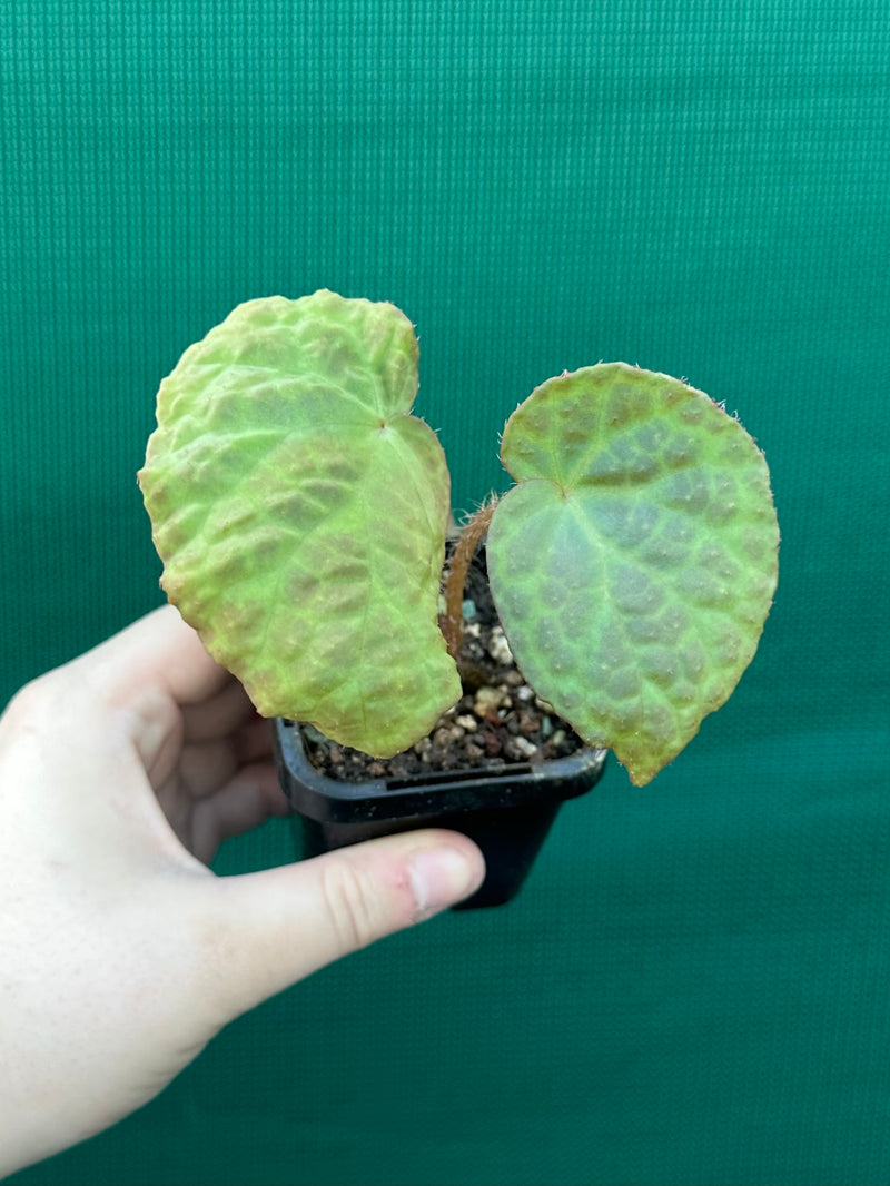 Begonia rockii NEW