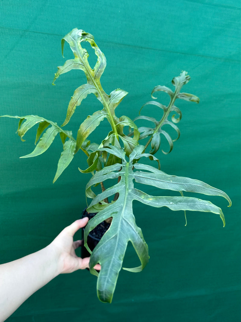 Alocasia brancifolia NEW