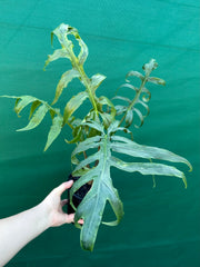 Alocasia brancifolia NEW