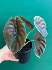Alocasia Cuprea ‘Red Secret’