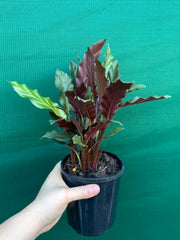 Calathea rufibarba NEW