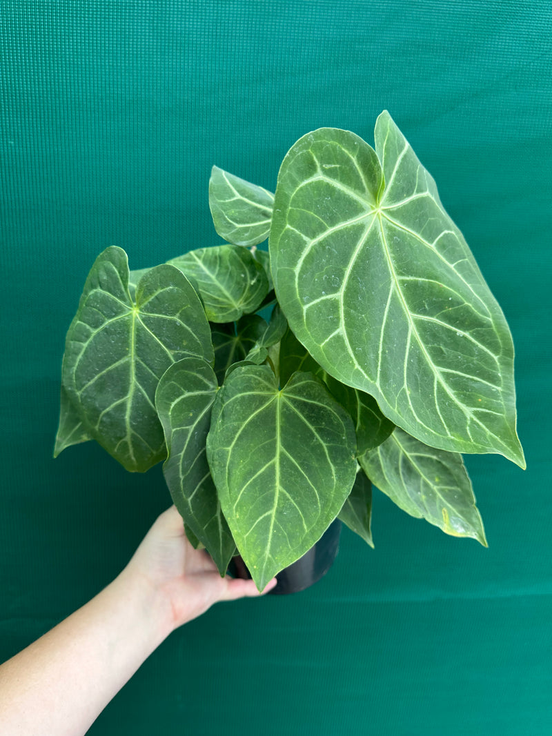 Anthurium ‘Magnificum’ NEW