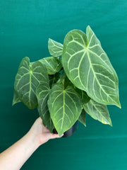Anthurium ‘Magnificum’ NEW