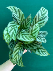 Calathea ‘Freddy’