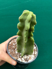 Pachycereus Schottii F. Monstrosus