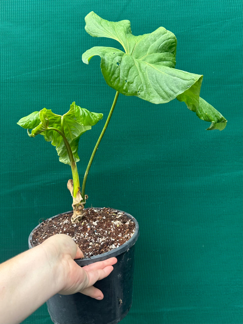 Anthurium ‘Balaoanum’