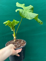 Anthurium ‘Balaoanum’