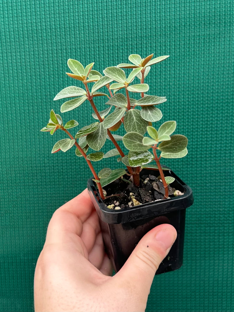 Peperomia verticillata