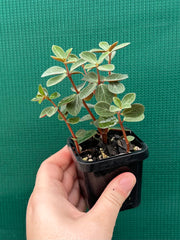Peperomia verticillata