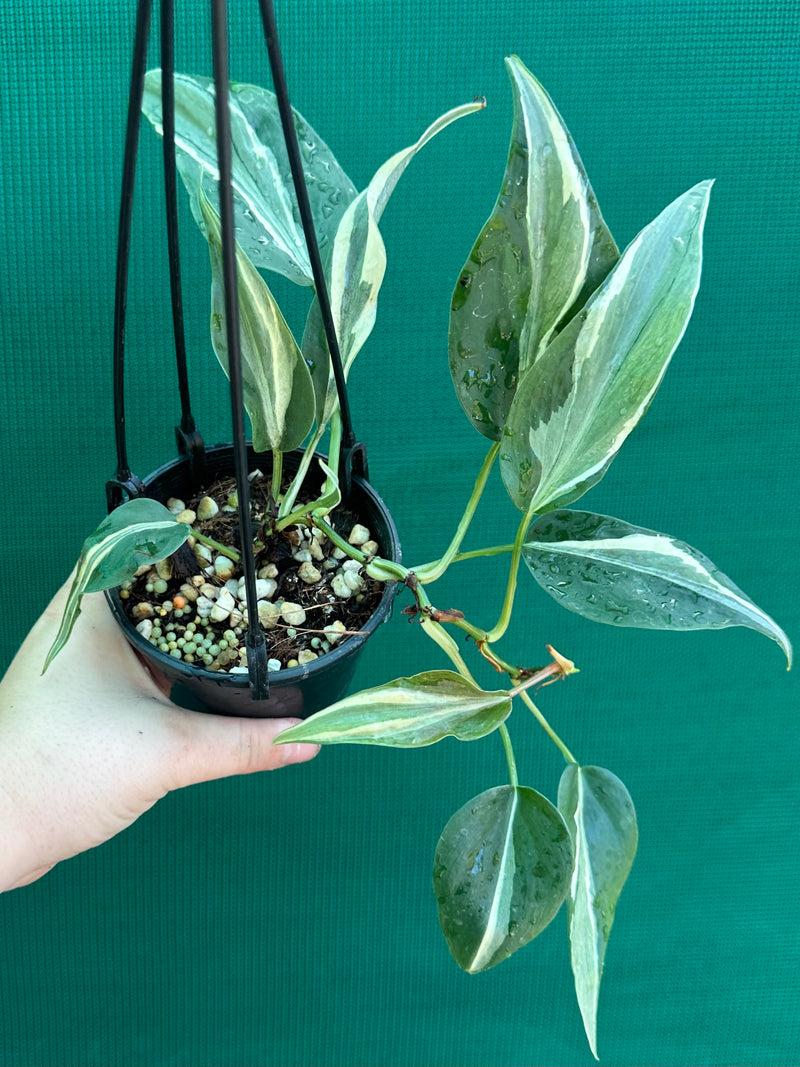 Philodendron hederaceum 'Rio'