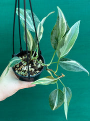 Philodendron hederaceum 'Rio'