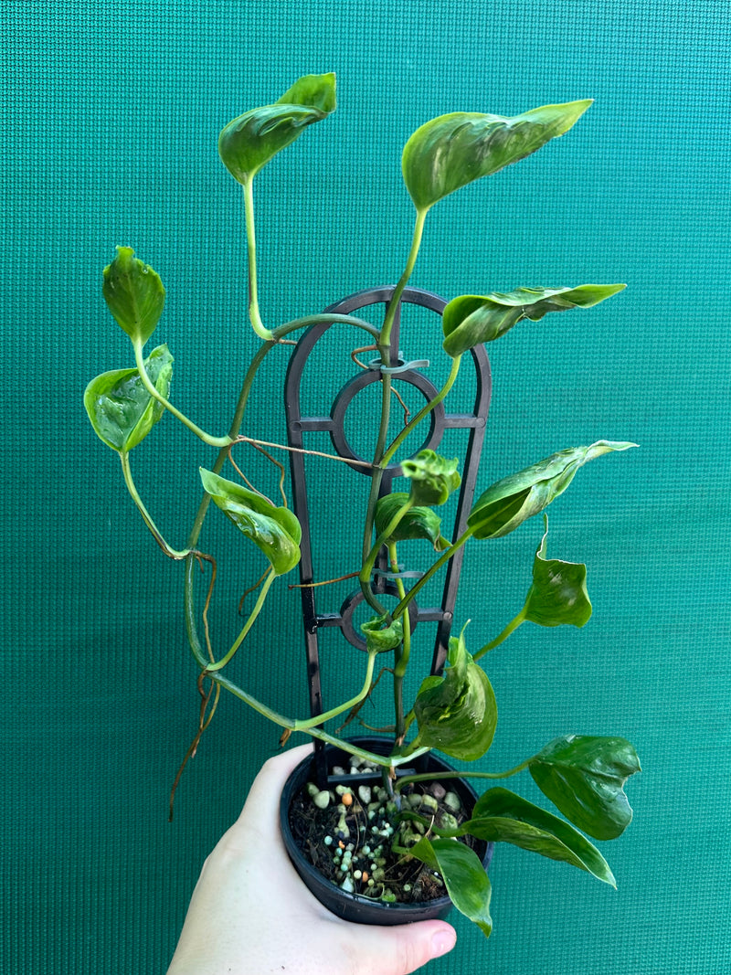 Epipremnum Shangri La
