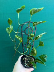 Epipremnum Shangri La