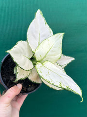Aglaonema ‘White Valentine’ NEW