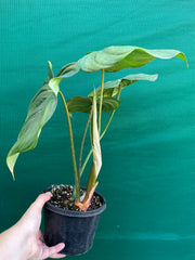 Philodendron ‘Pastazanum’