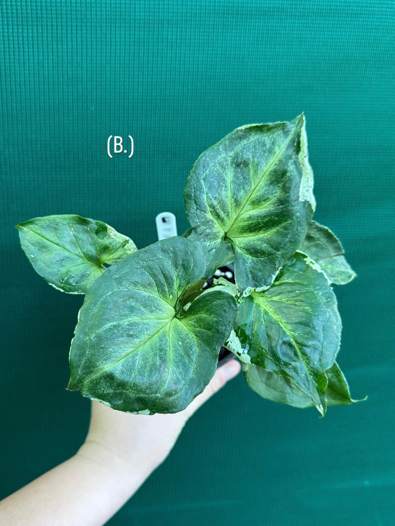 Syngonium 'Green Splash' NEW
