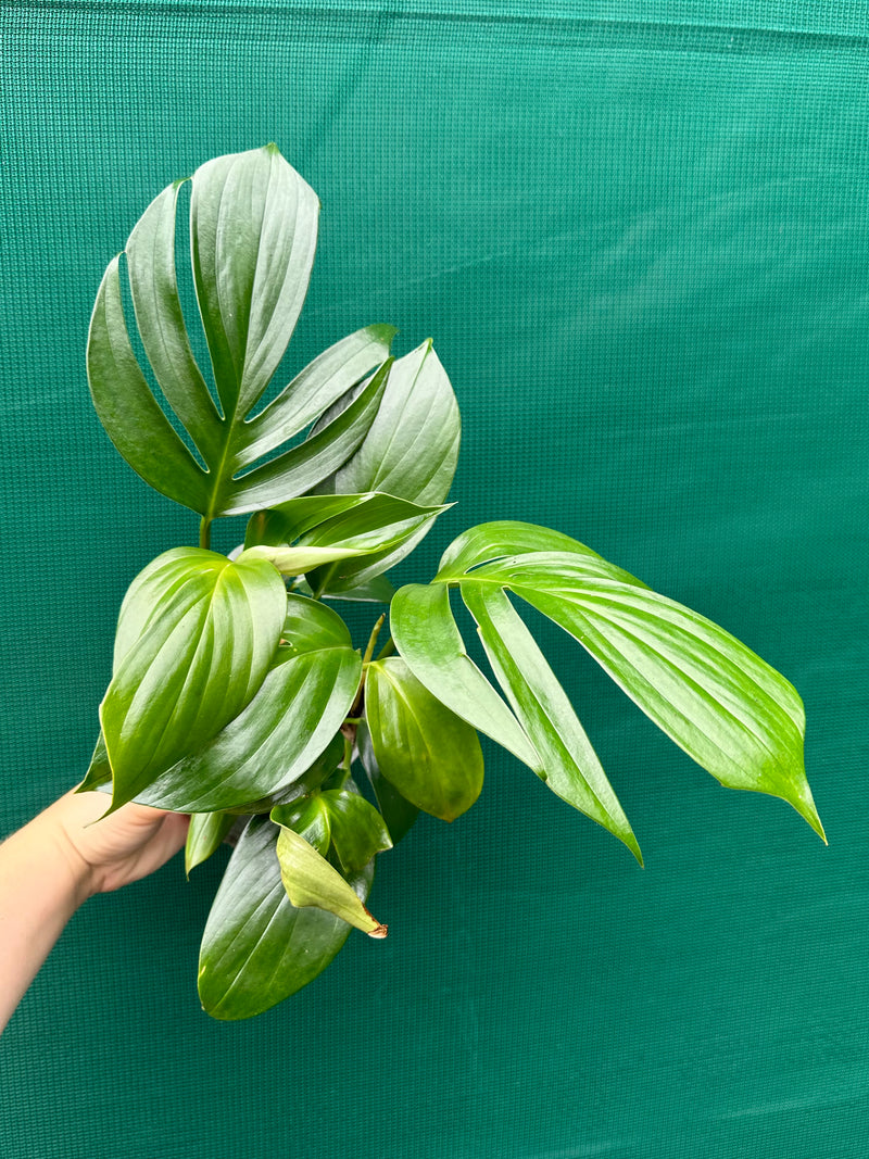 Epipremnum ‘Dragons Tail’