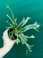 Asplenium Nidus variegata