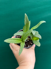 Ledebouria Paricifolia ‘Scilly’ (Cape Lilly)
