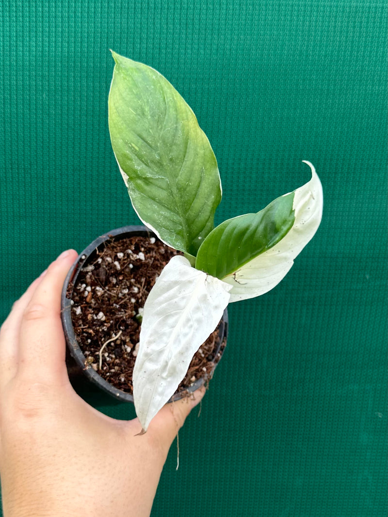 Spathiphyllum ‘Picasso’