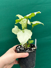 Syngonium ‘Moonlight’ NEW