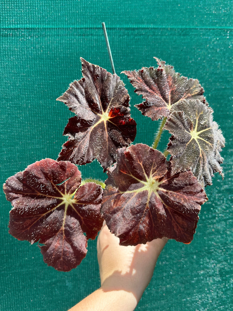 Begonia ‘Brad Thompson’