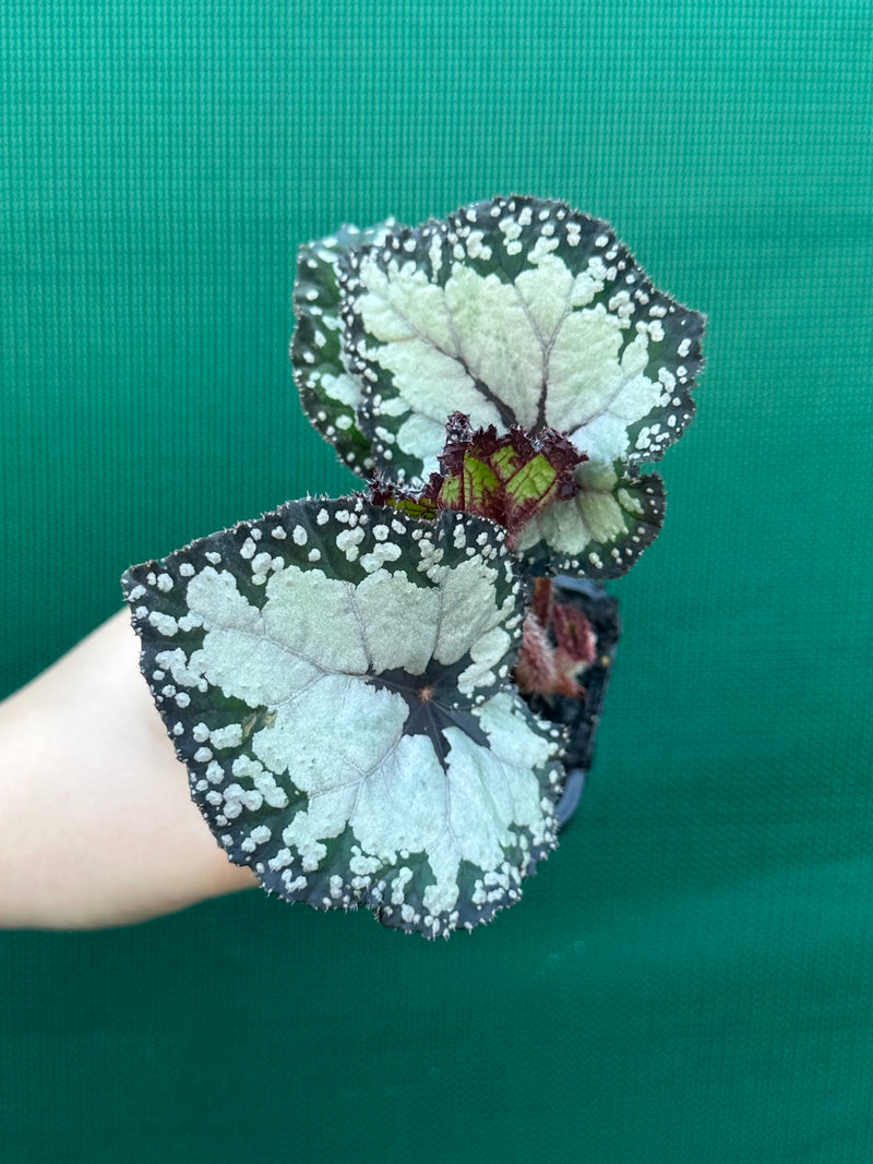 Begonia ‘Dolce Vita’ NEW