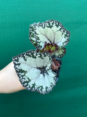 Begonia ‘Dolce Vita’ NEW