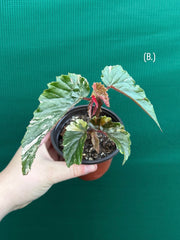 Begonia ‘Ginny Galaxy’