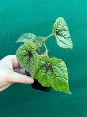 Begonia masoniana NEW