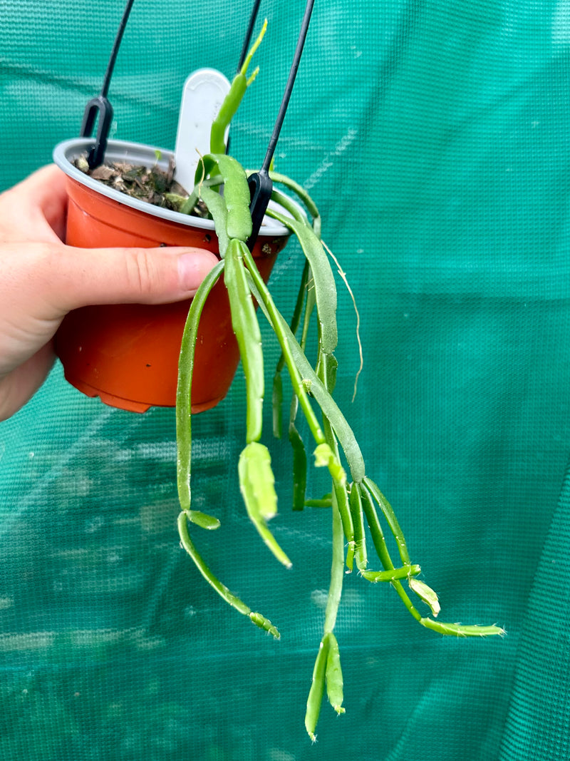 Rhipsalis Micrantha