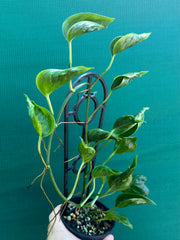 Epipremnum Shangri La