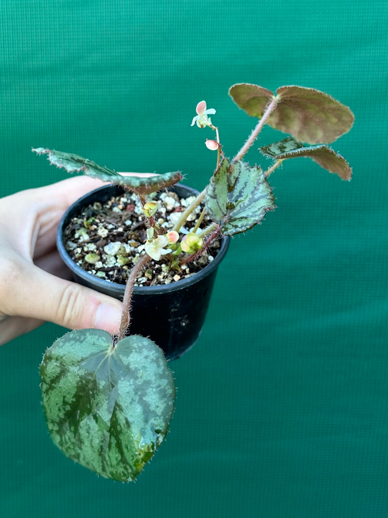 begonia nigritarium