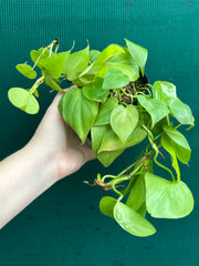Philodendron ‘Heart Leaf Lime’