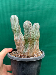 Euphorbia Horrida Hybrid NEW