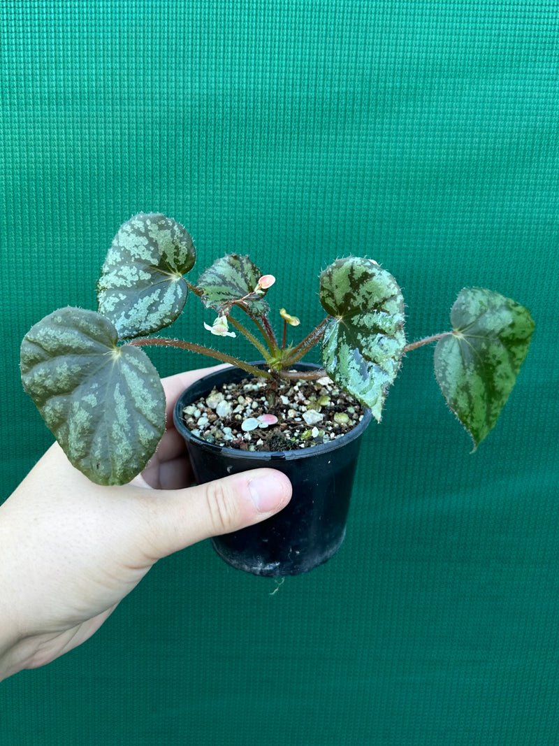 begonia nigritarium