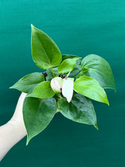 Anthurium NOID 2